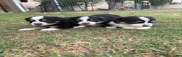 Australian Shepherd dogs for sale: Peep - Boy 1 - Ad 3