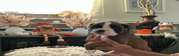 Boxer dogs for sale: Bella - Ad 8