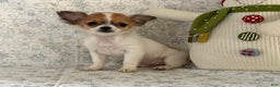 Chihuahua dogs for sale: Sweetpea - Ad 2