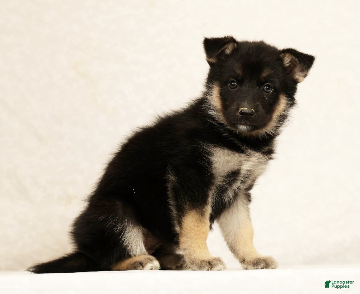 Gerberian Shepsky dogs Darla - Ad 1