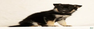 Darla