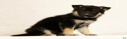 Gerberian Shepsky dogs for sale: Darla - Ad 1
