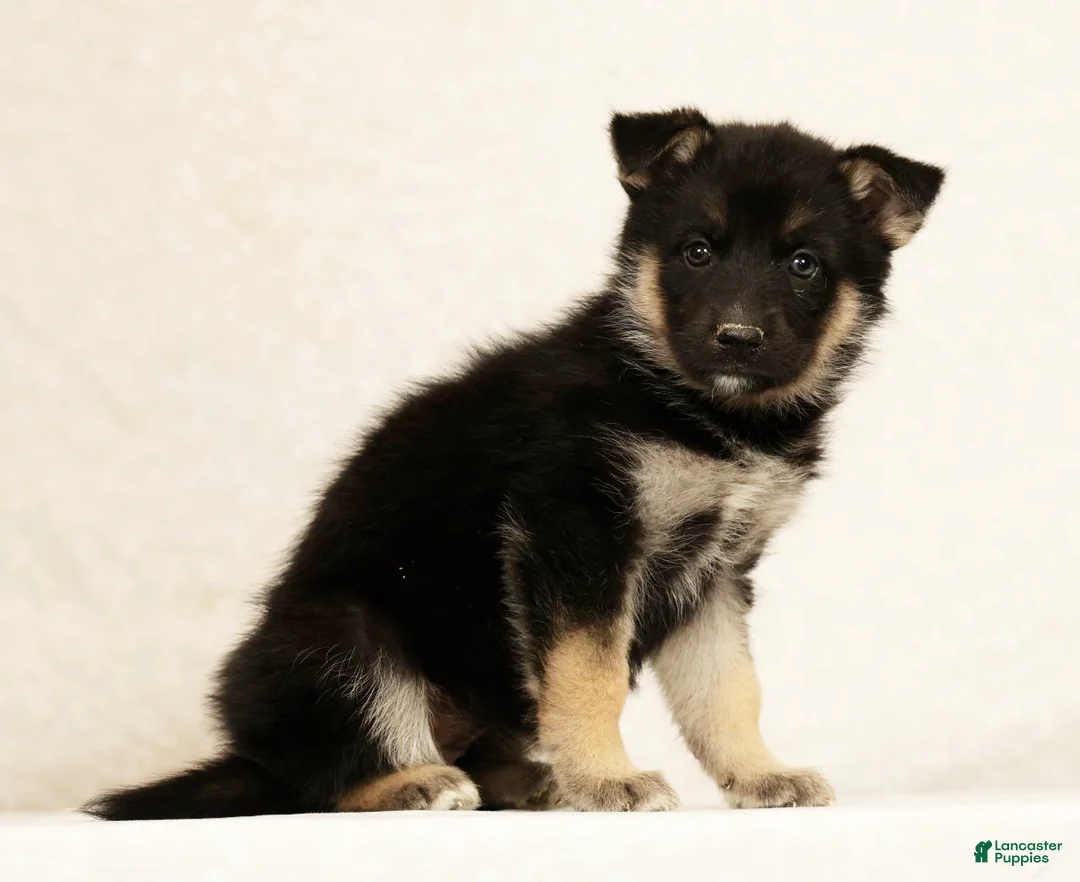 Gerberian Shepsky dogs for sale: Darla - Ad 1
