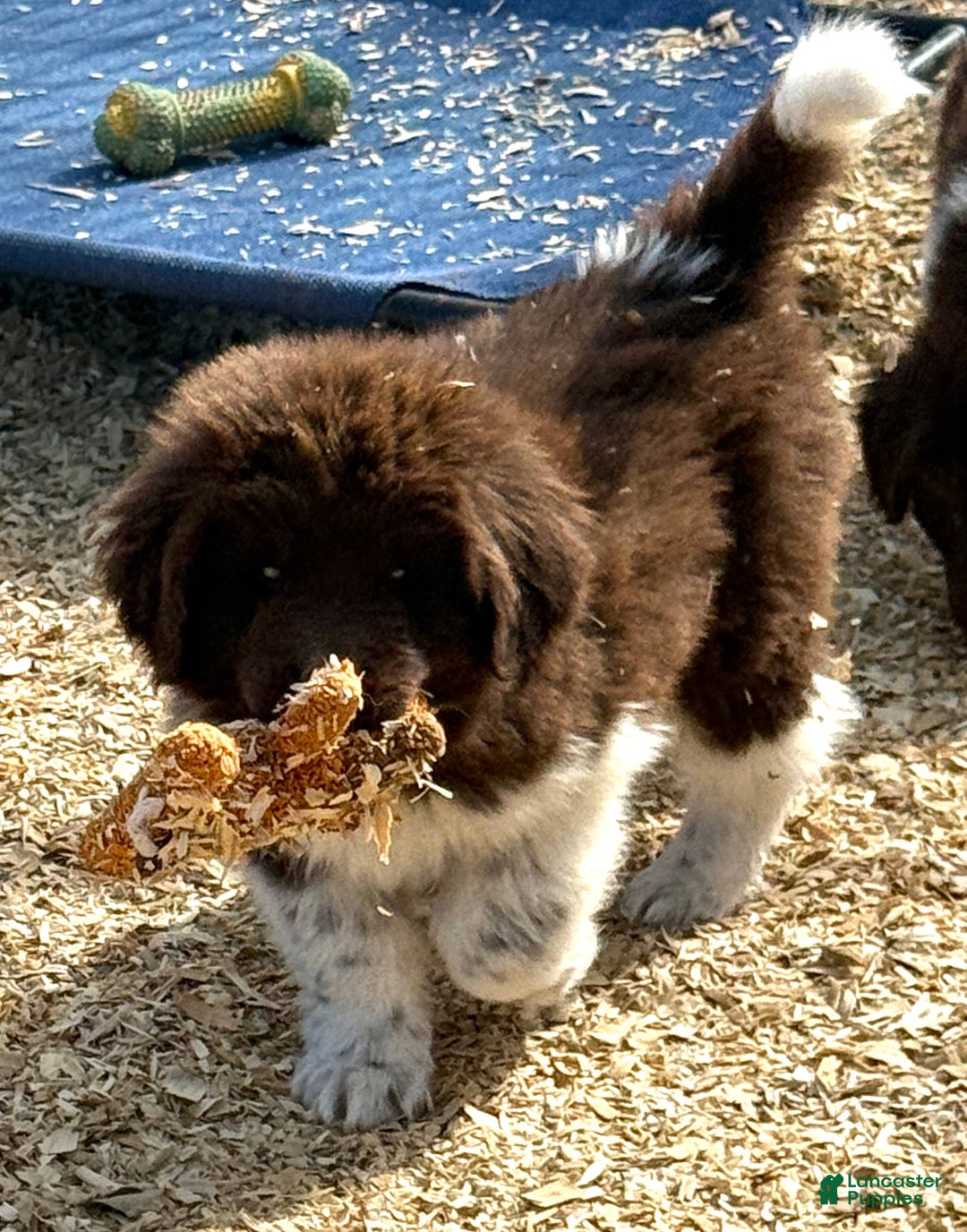 Newfoundland dogs for sale: Rudolph  - Ad 4