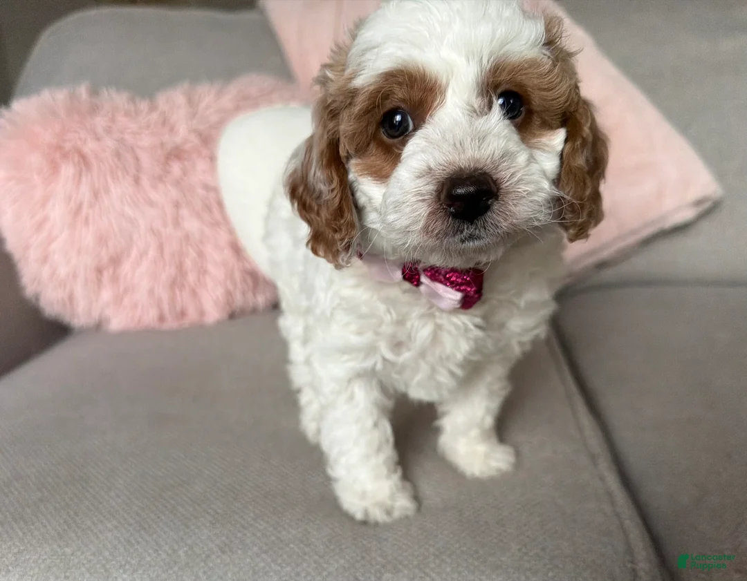 Mini Goldendoodle dogs for sale: Ellie - Ad 1