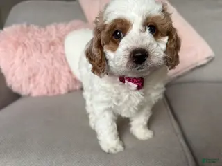 Mini Goldendoodle dogs for sale: Ellie - Ad 3