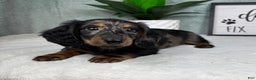 Miniature Dachshund dogs for sale: Dax - Ad 5