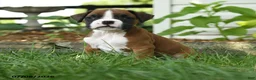 Boxer dogs for sale: Zara - Ad 3