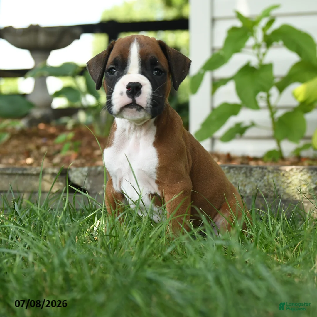Boxer dogs for sale: Zara - Ad 3
