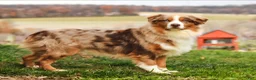 Australian Shepherd dogs for sale: Ranger - Ad 9