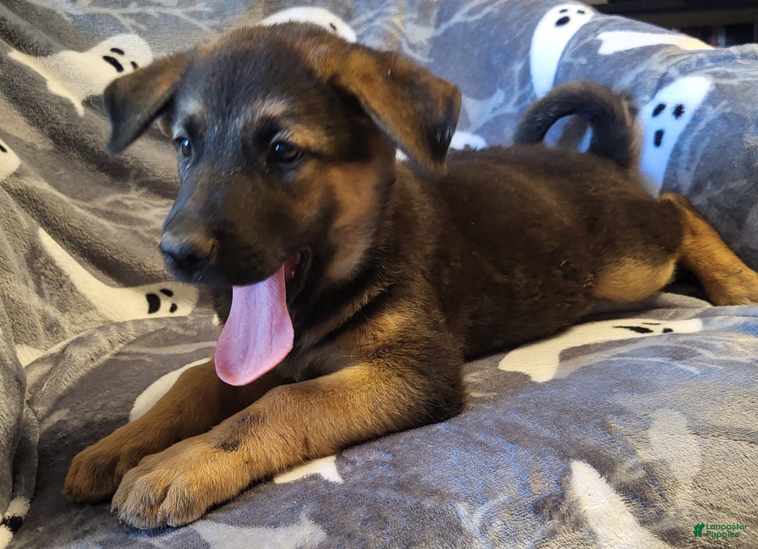 Mixed Breed dogs for sale: Mixed Breed Puppy 1 - Ad 9