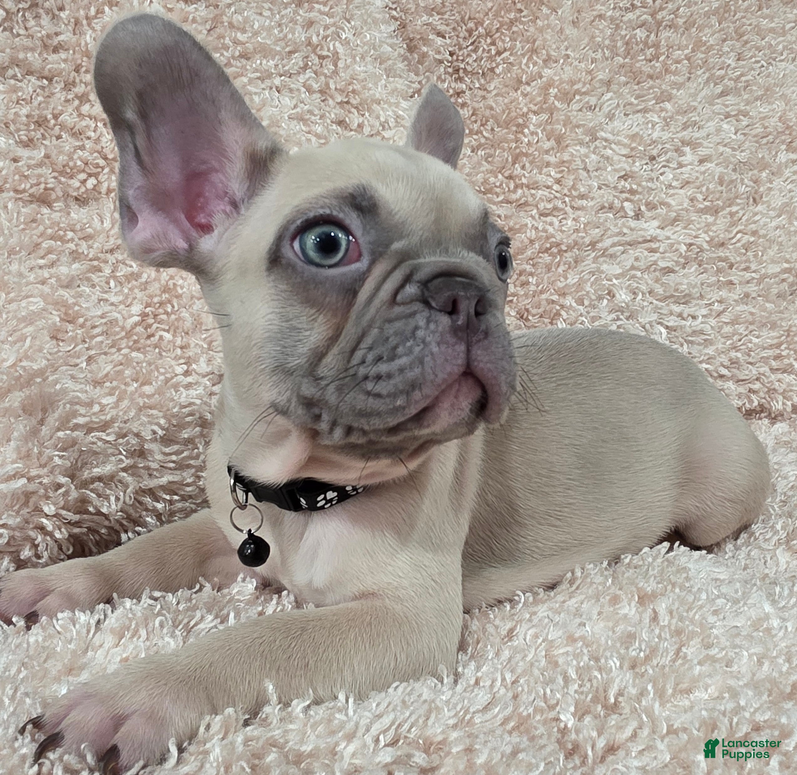 Winston French Bulldogs Are The Best Dog Breed French Bulldog