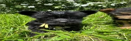 Yorkiepoo dogs for sale:  Yellow - Ad 2