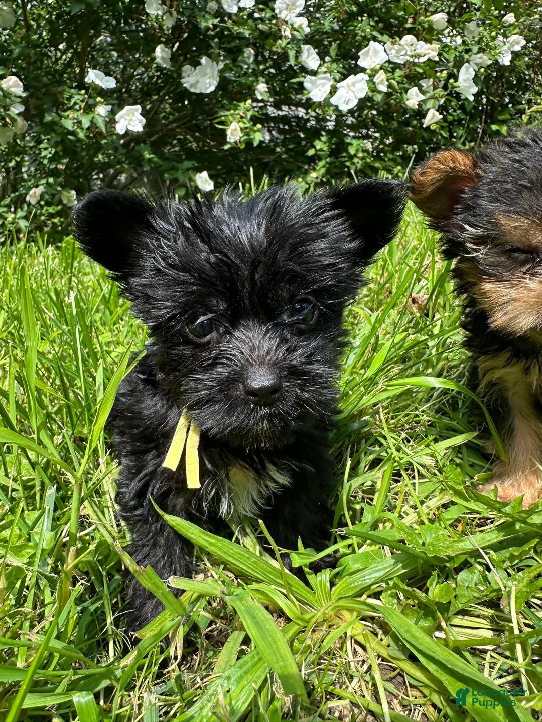 Yorkiepoo dogs for sale:  Yellow - Ad 2