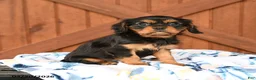 Cavalier King Charles Spaniel dogs for sale: Duke - Ad 1