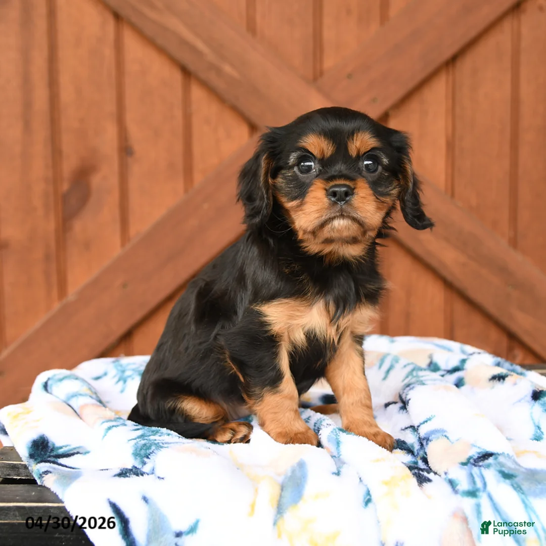 Cavalier King Charles Spaniel dogs for sale: Duke - Ad 1
