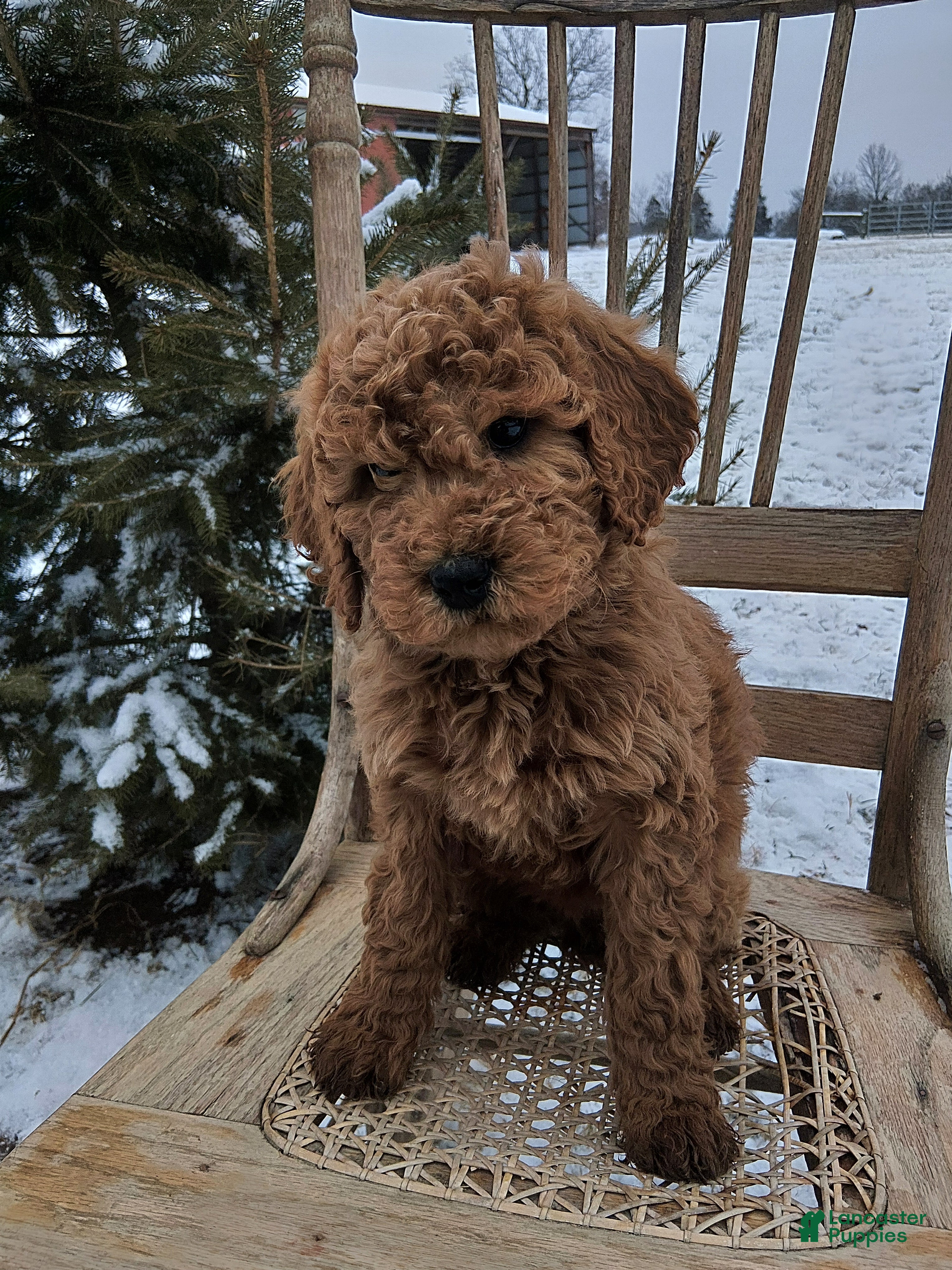 Irish Doodle dogs F1B Penny - Ad 10