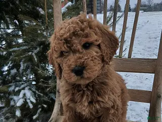 Irish Doodle dogs F1B Penny - Ad 1