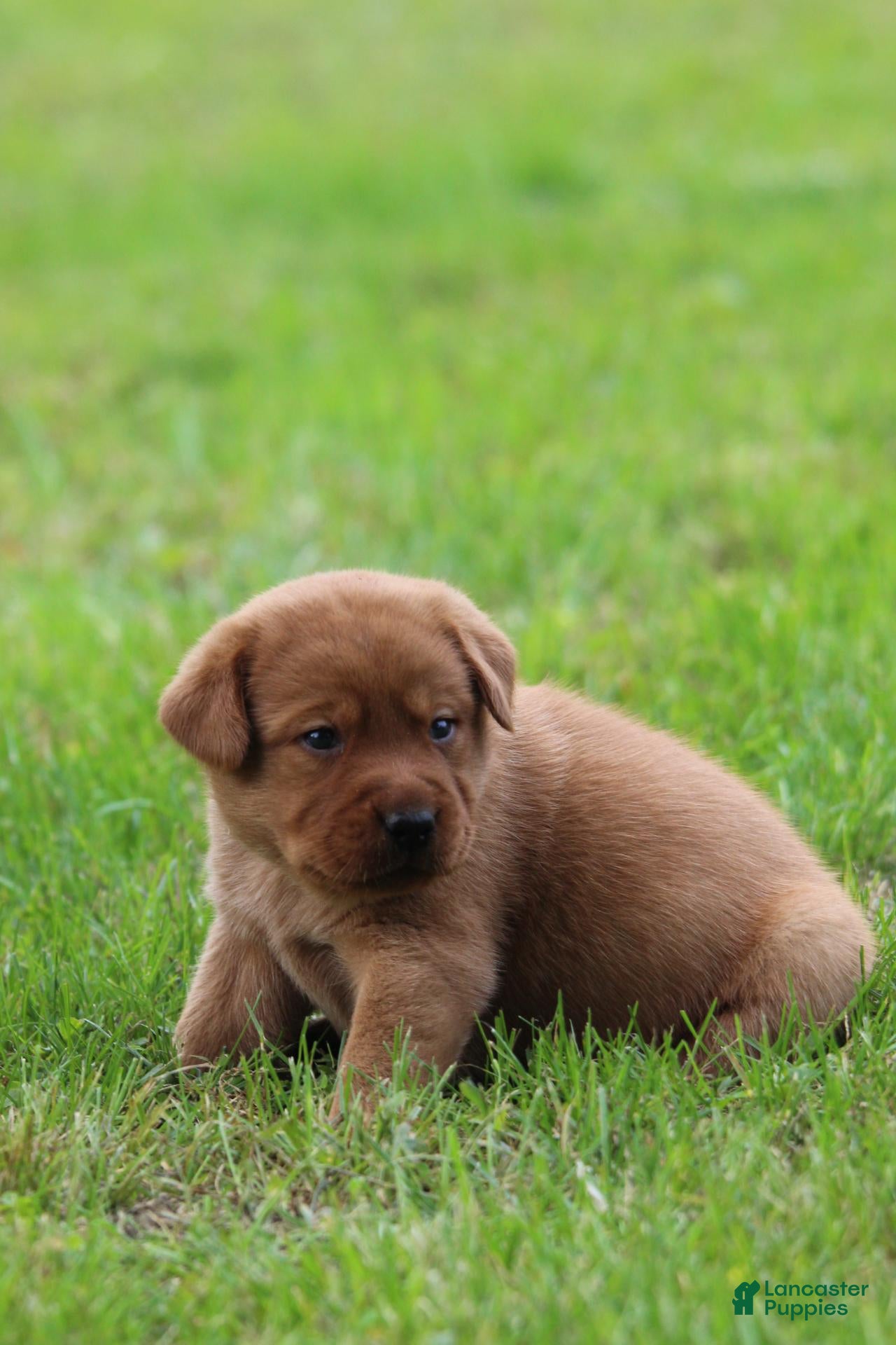 Labrador Retriever dogs Labrador Retriever 3 - Ad 1