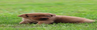 Labrador Retriever 3