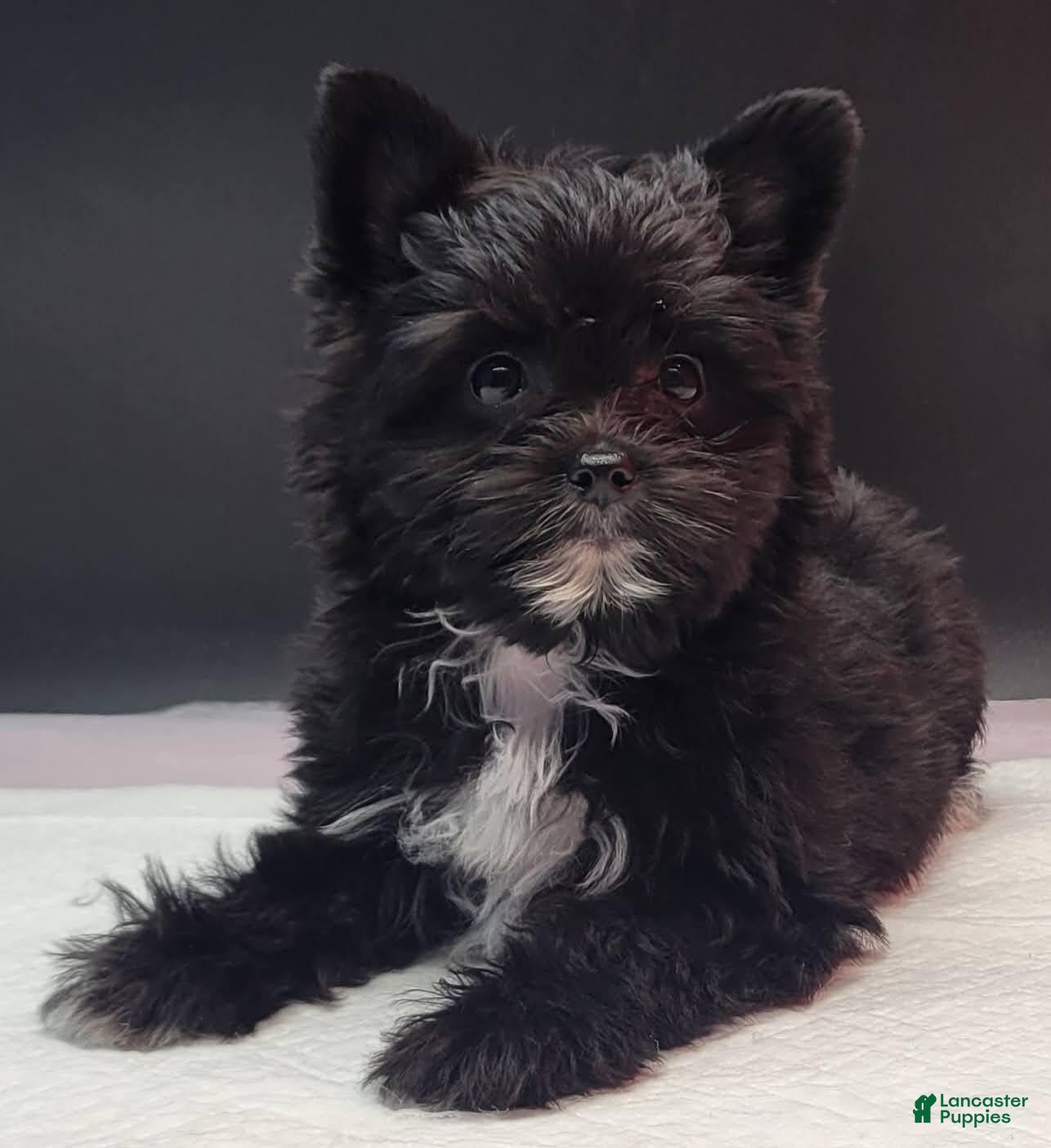 Yorkshire Terrier dogs Yorkshire Terrier 1 - Ad 2
