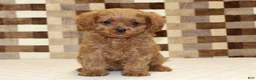 Cavapoo dogs for sale: Dora - Ad 3