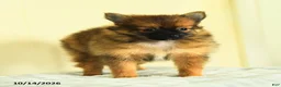 Pomeranian dogs for sale: Tori - Ad 5