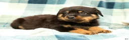Rottweiler dogs for sale: Atlas - Ad 6