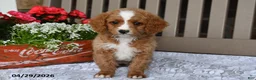 Cavapoo dogs for sale: Renita - Ad 4