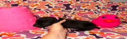 Cane Corso dogs for sale: Pink Collar Female - Ad 6