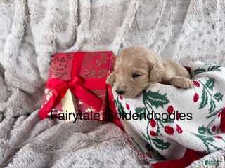 Goldendoodle dogs - Ad 10