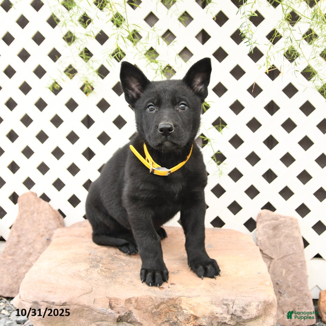 Twix for sale in Rebersburg Lancaster Puppies