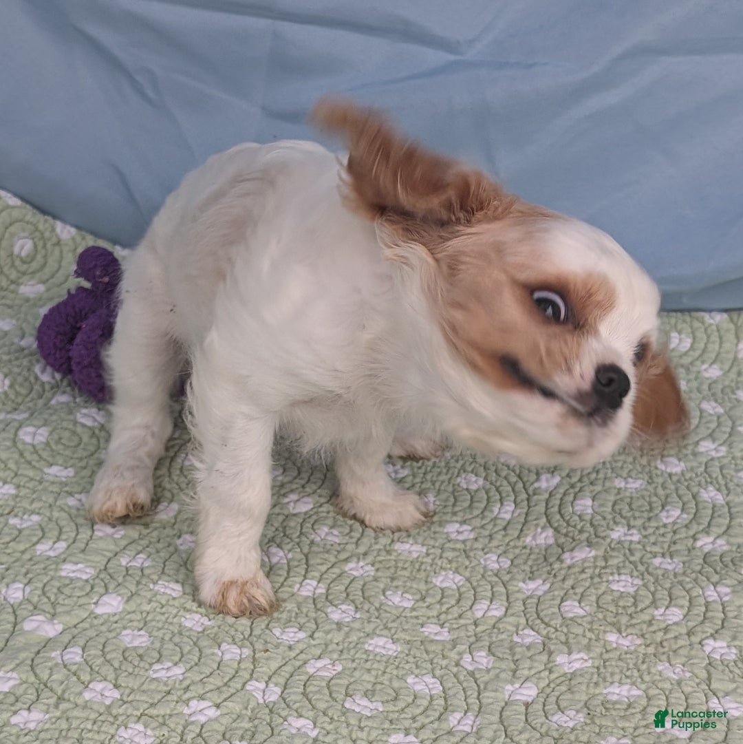 Cavalier King Charles Spaniel dogs for sale: Zazzles - Ad 9