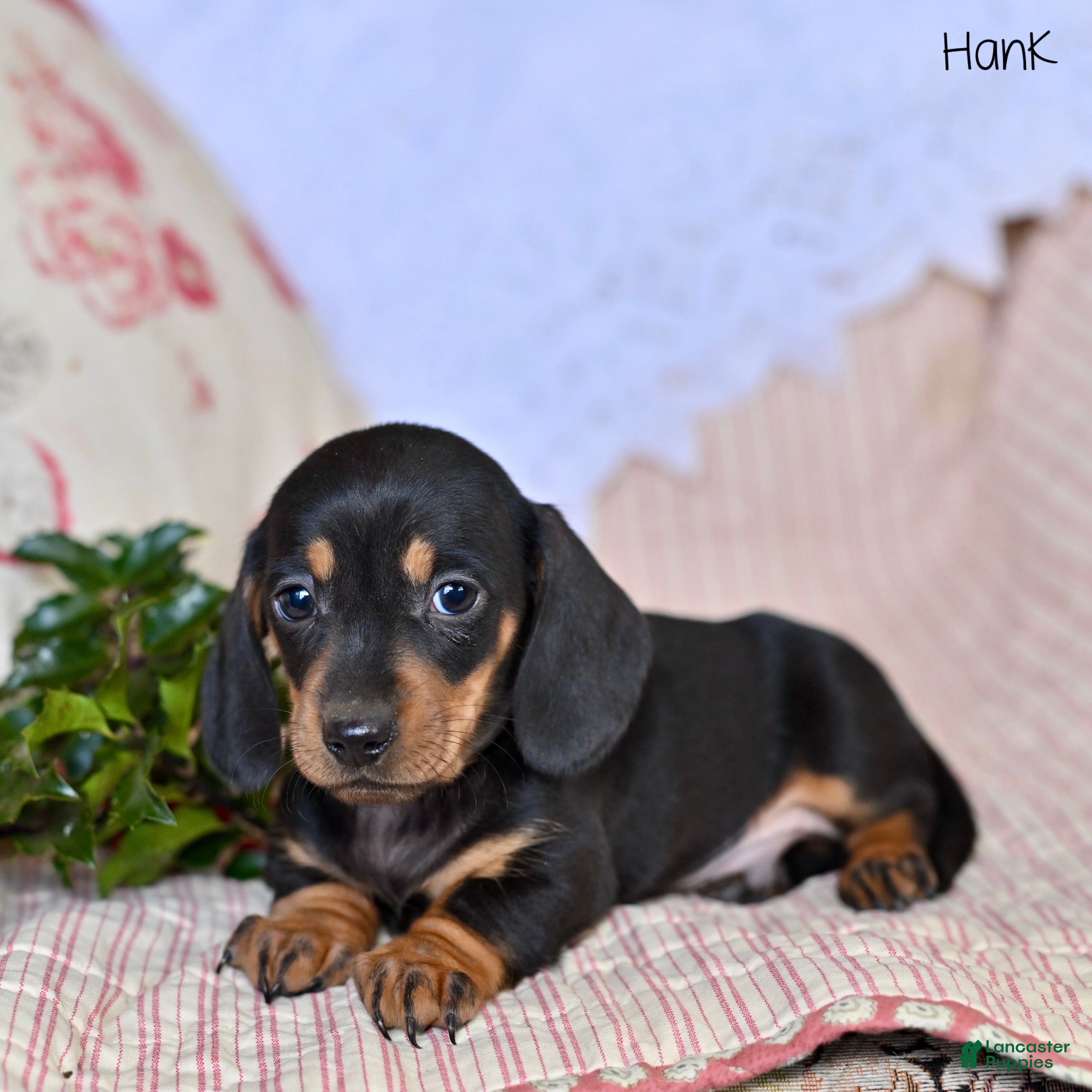 Miniature Dachshund dogs Hank - Ad 18