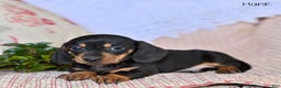 Miniature Dachshund dogs for sale: Hank - Ad 1