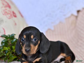 Miniature Dachshund dogs Hank - Ad 15