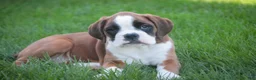 Boxer dogs for sale: Violet - Ad 9