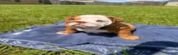 English Bulldog dogs for sale: Chunky Monkey - Ad 8