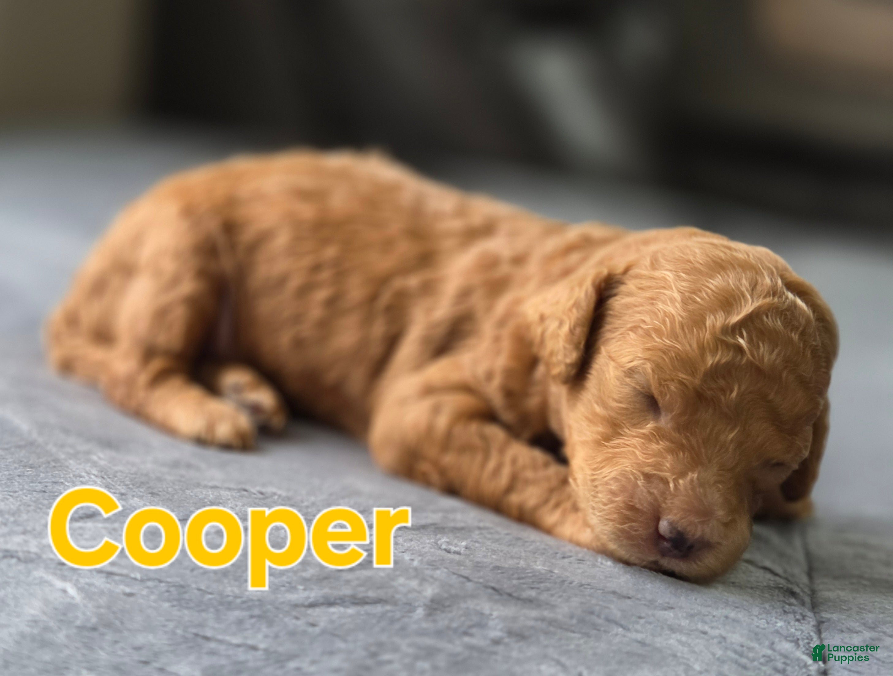 Mini Goldendoodle dogs Cooper  - Ad 12