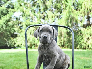 Cane Corso dogs - Ad 19