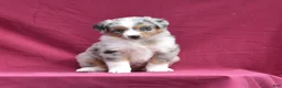 Miniature Australian Shepherd dogs for sale: London - Ad 15