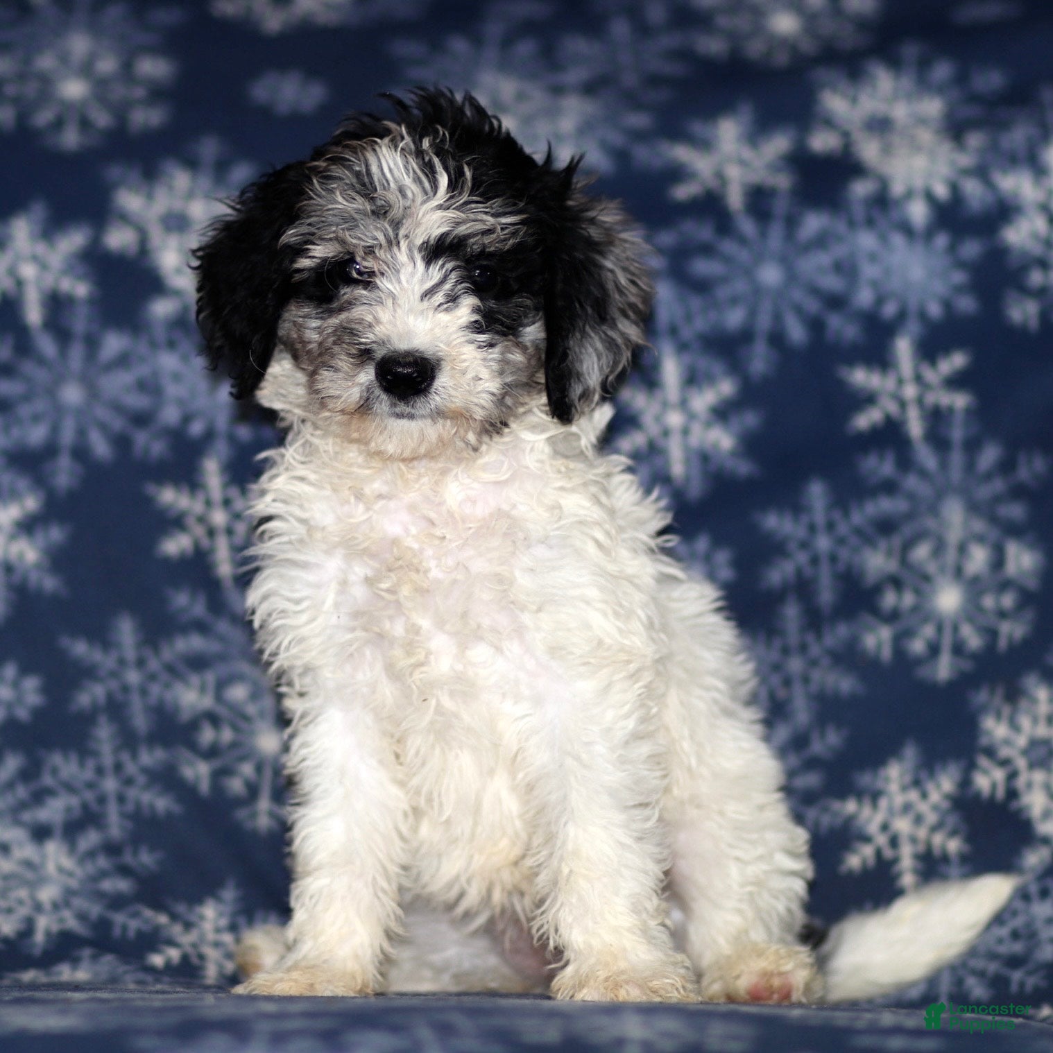 Sheepadoodle dogs Kylie - Ad 1