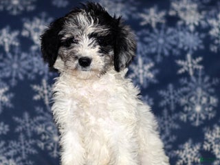 Sheepadoodle dogs Kylie - Ad 6