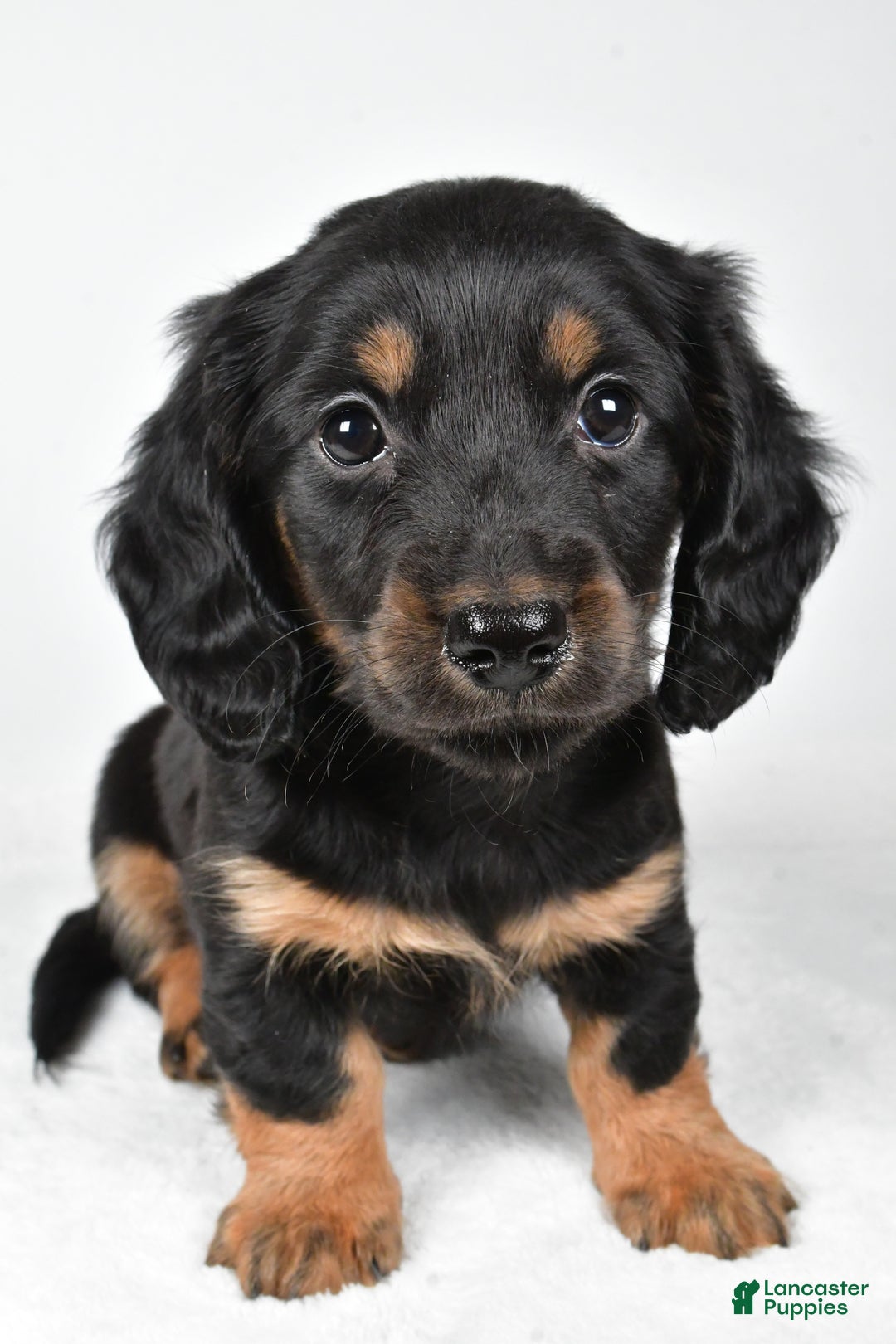 Miniature Dachshund dogs for sale: Dante - Ad 6