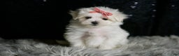 Maltese dogs for sale: Snow White - Ad 3