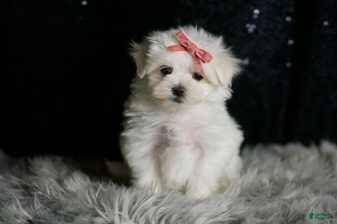 Maltese dogs for sale: Snow White - Ad 3