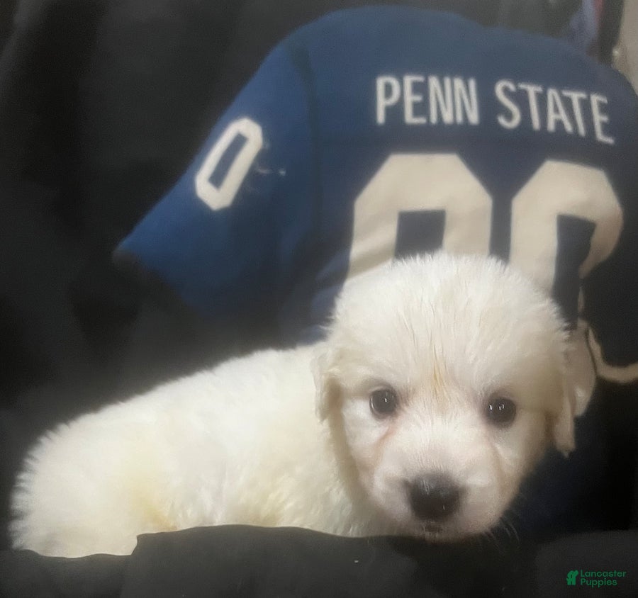 Great Pyrenees dogs Dusty - Ad 1