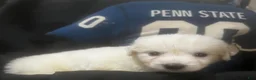 Great Pyrenees dogs for sale: Dusty - Ad 1