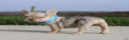 French Bulldog dogs for sale: Rivers - Ad 6