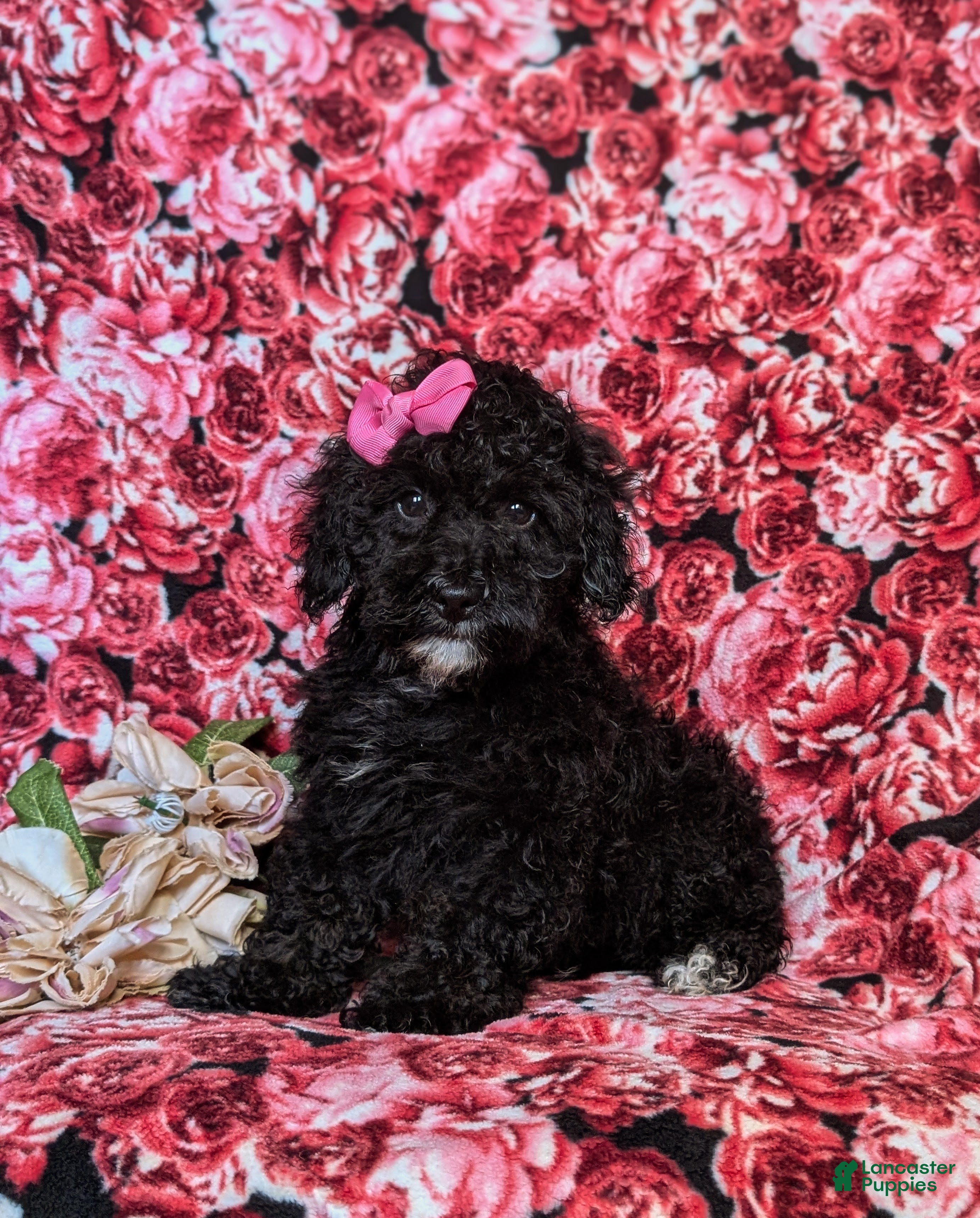 Cockapoo dogs Odette Hypoallergenic - Ad 1